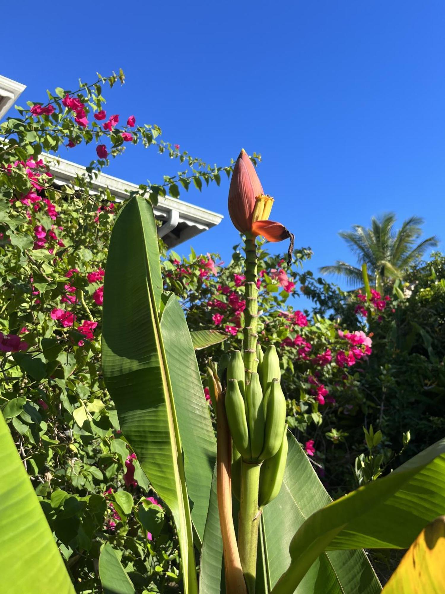 Eden Paradise Ecolodge & Spa Sainte-Luce Exterior foto